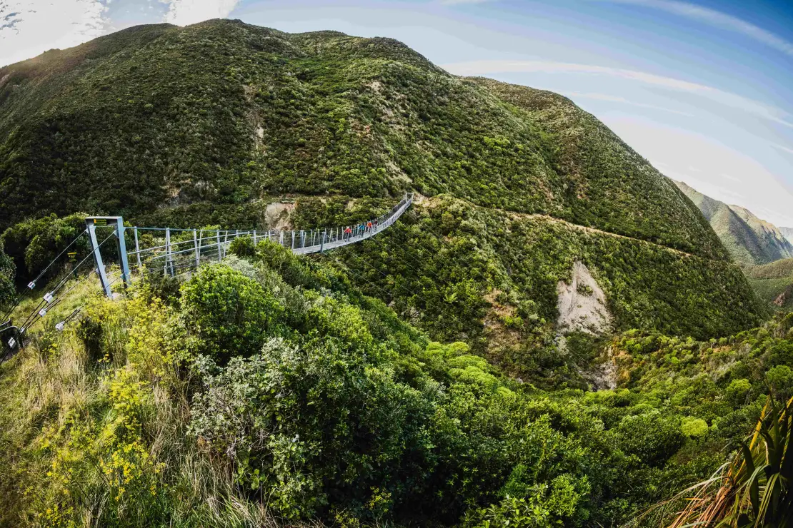 Discover the beauty of NZ’s native bush
